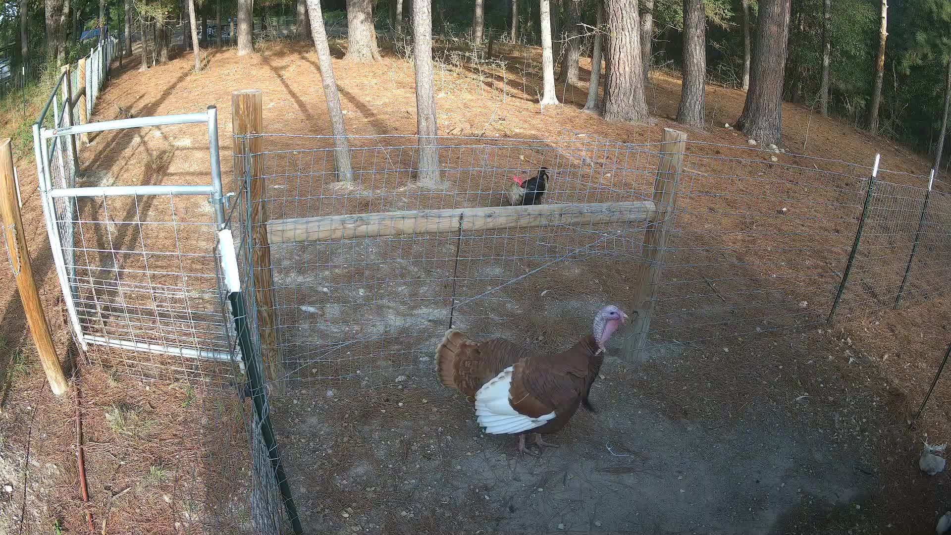 Turkey standing near the fence