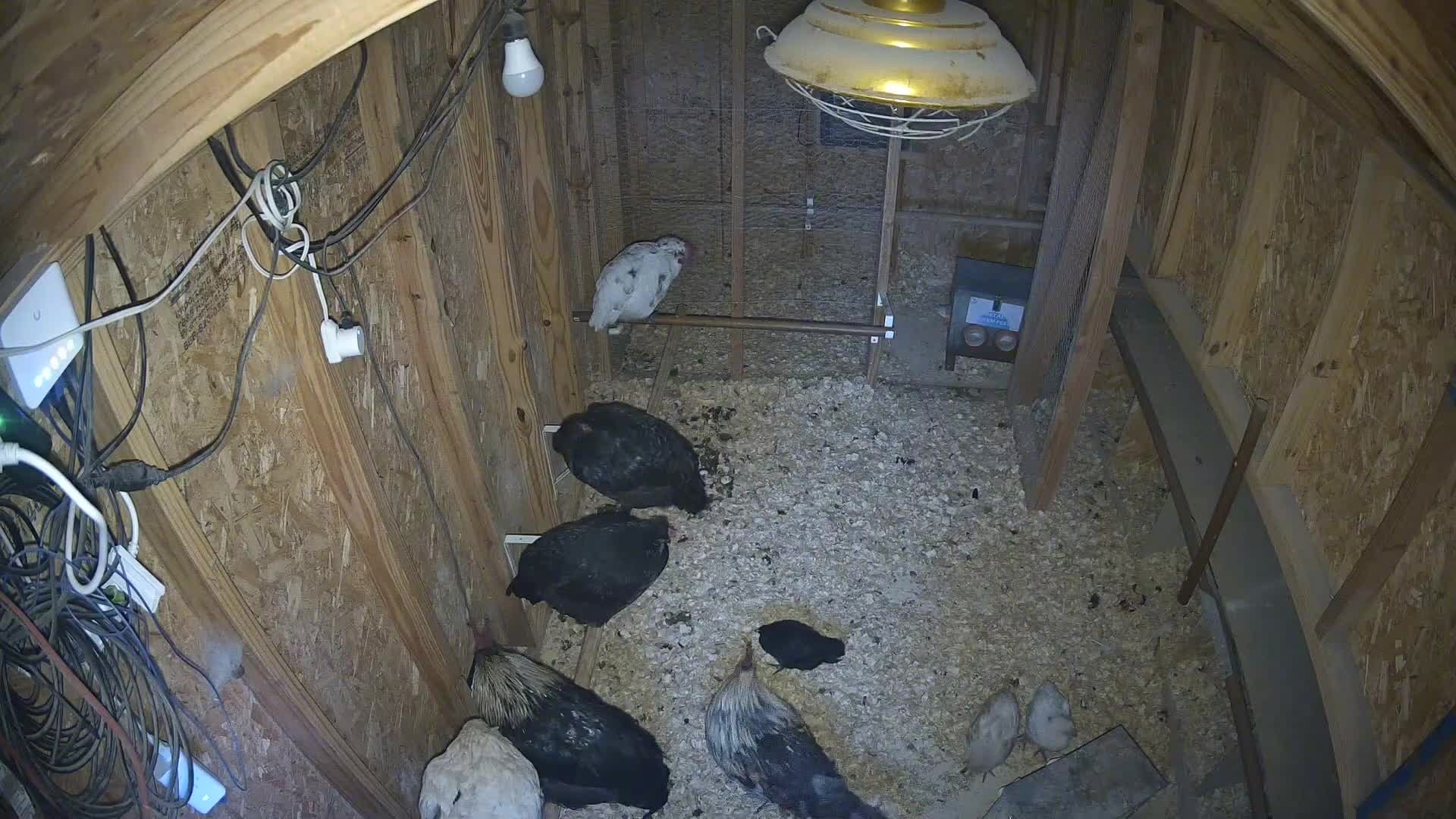 Chickens roosting in the coop