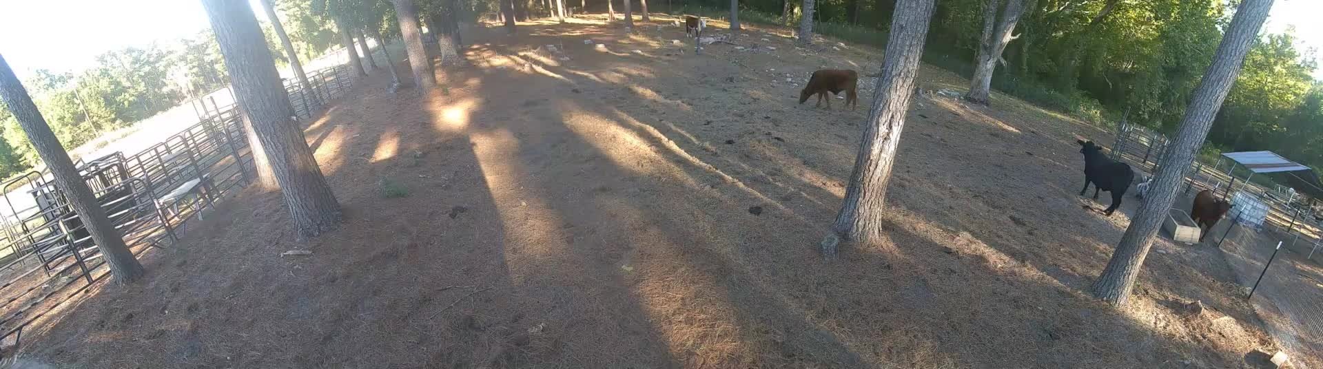 Cows standing among pine trees