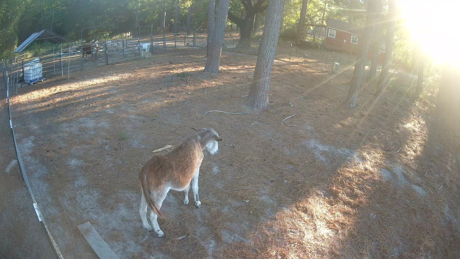 Brown donkey in the lot