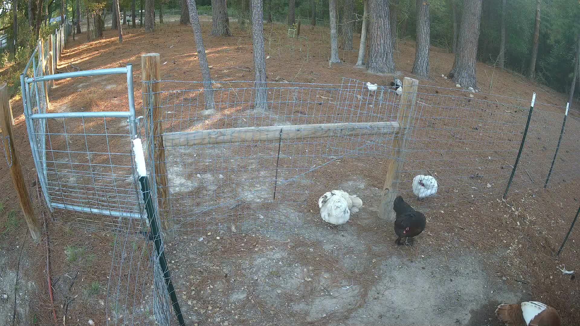 Hens walking the outdoor pen