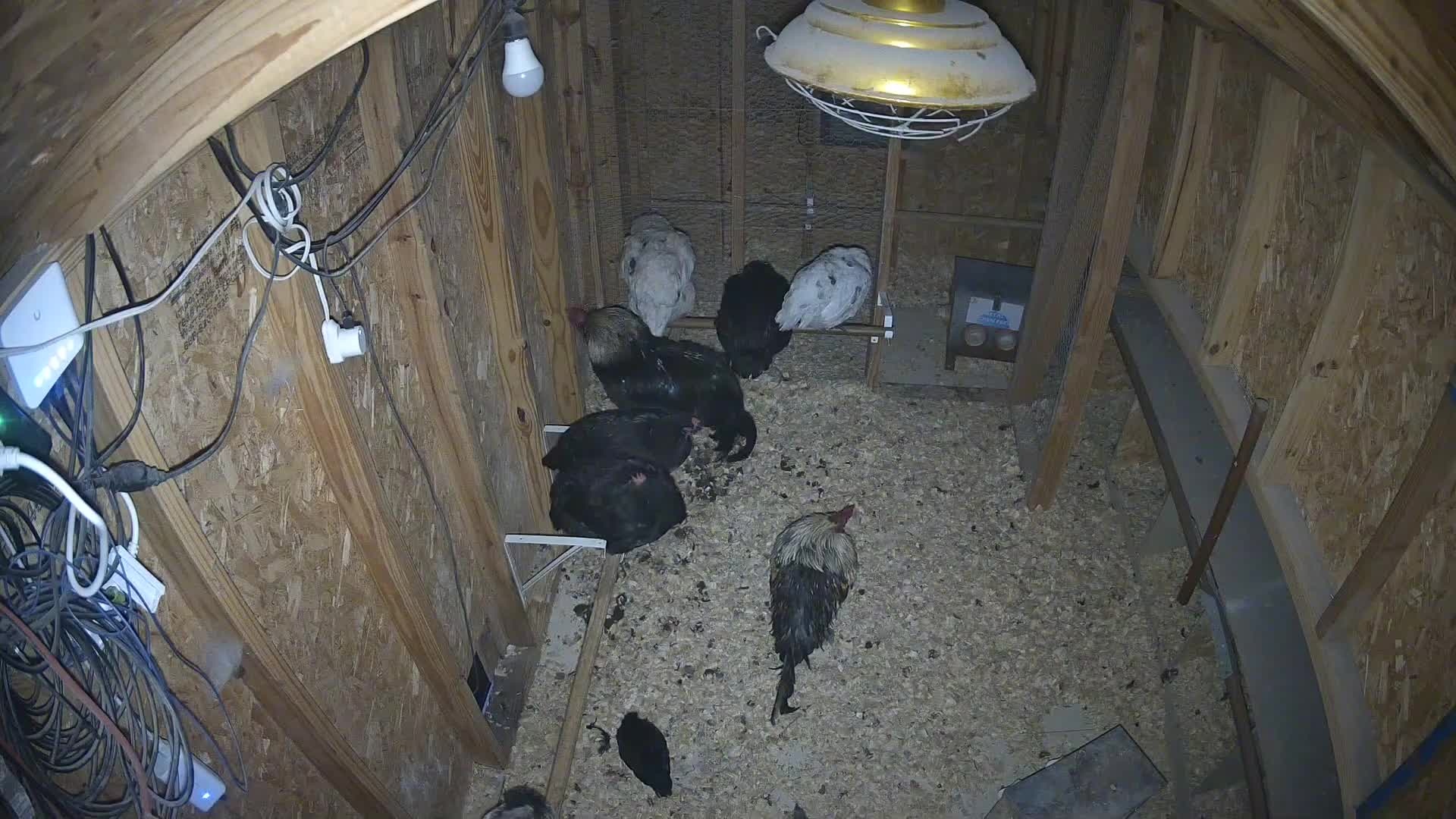 Chickens filling the coop this morning