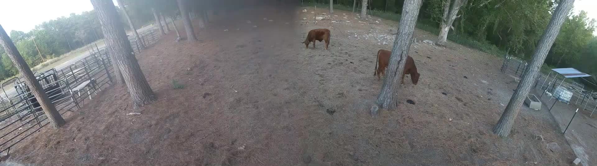 Cows grazing among the pine trees