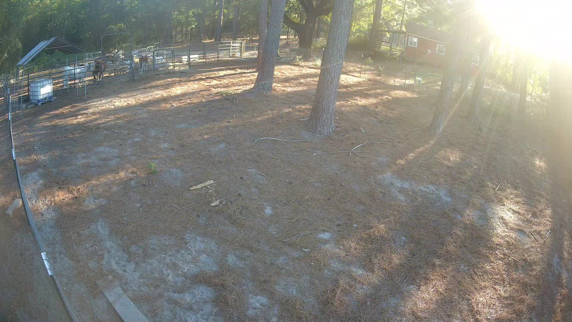 Goats in the pens at dusk