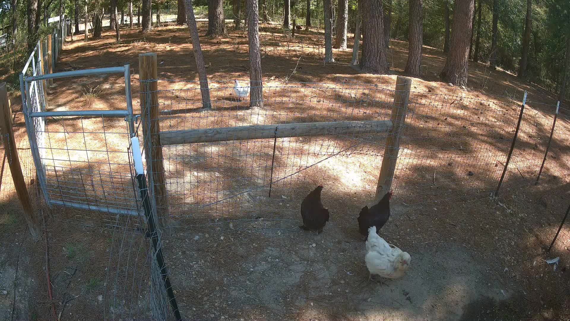 Hens standing by the pasture fence