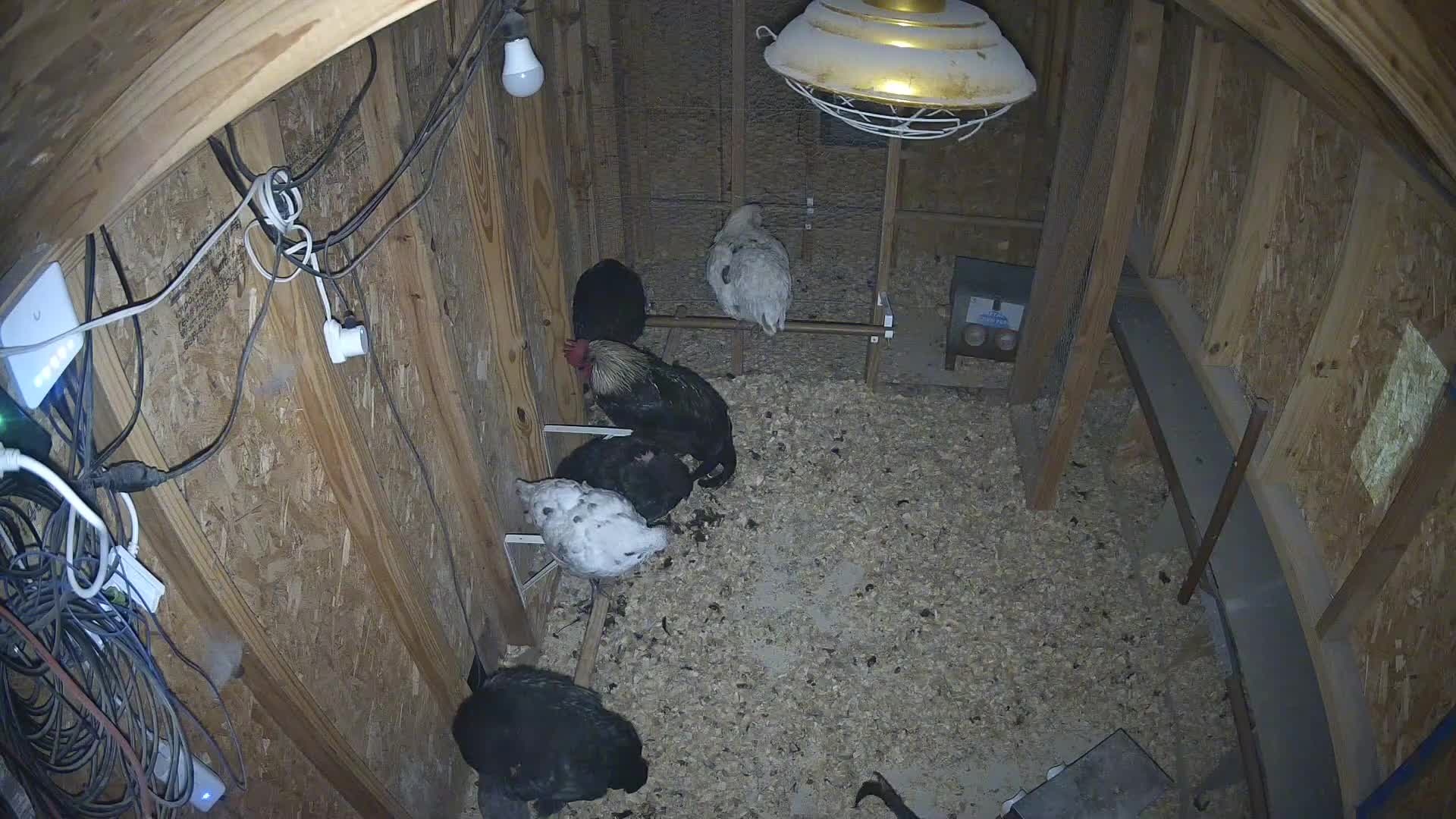 Six chickens in the coop
