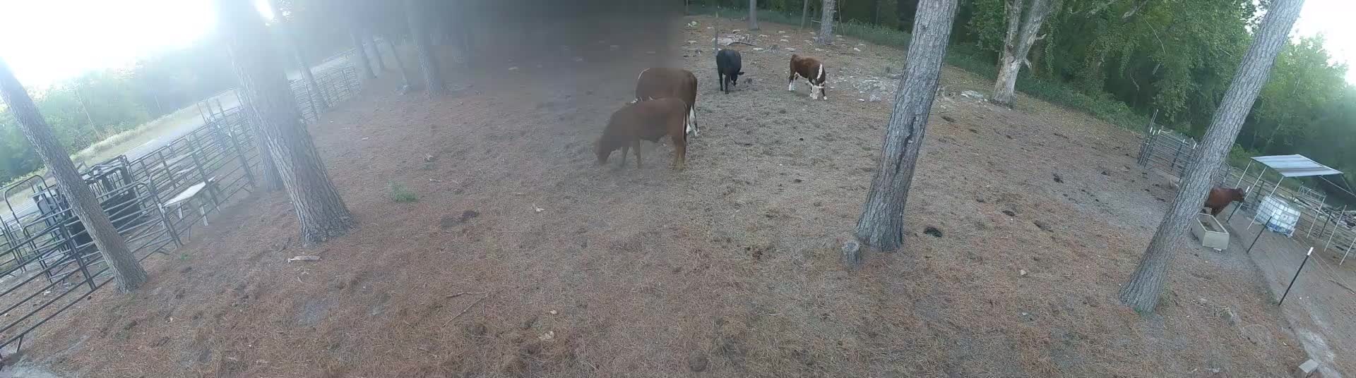 Pumpkin's bunch of five cows