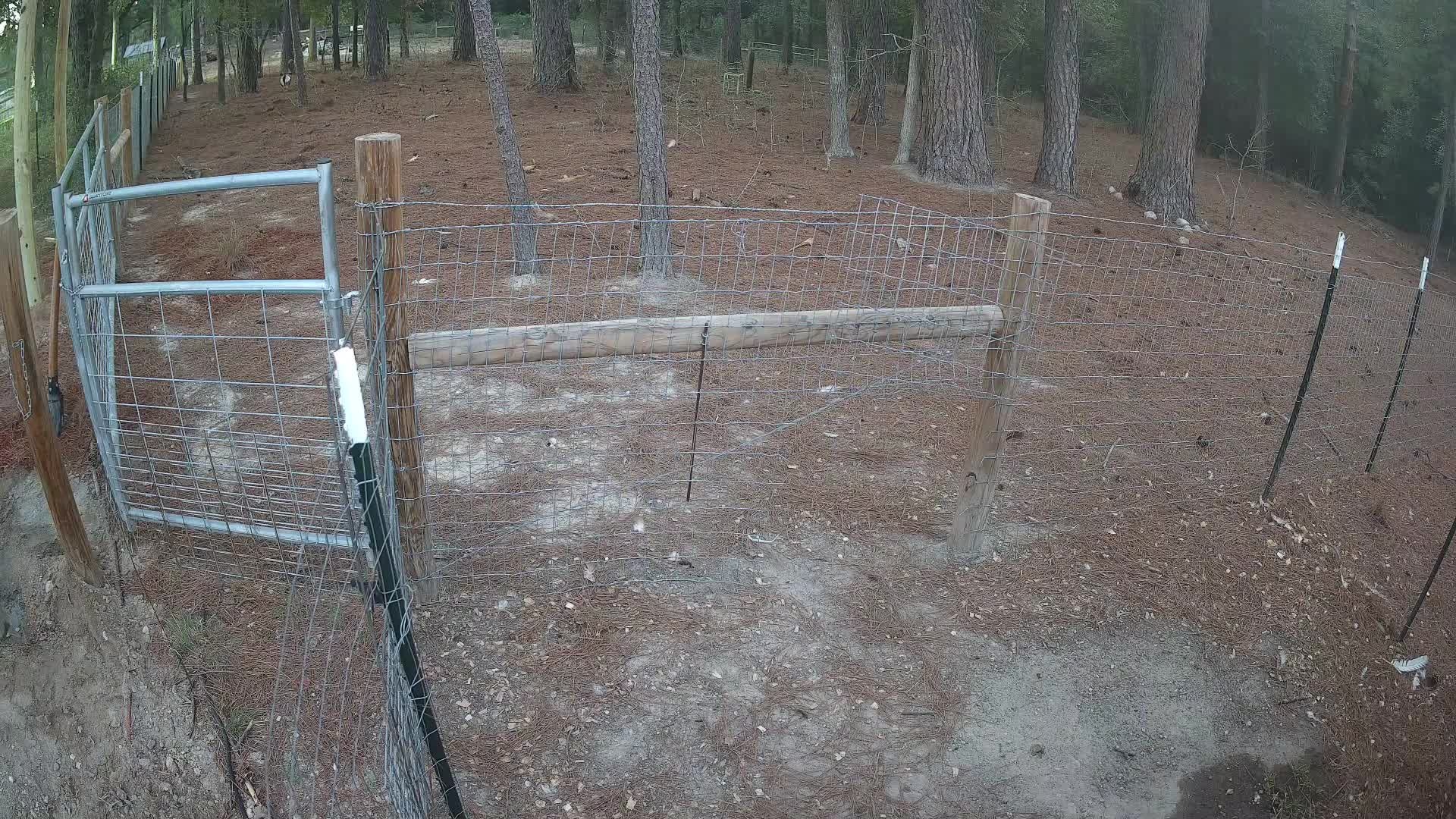 Empty fence line in pines