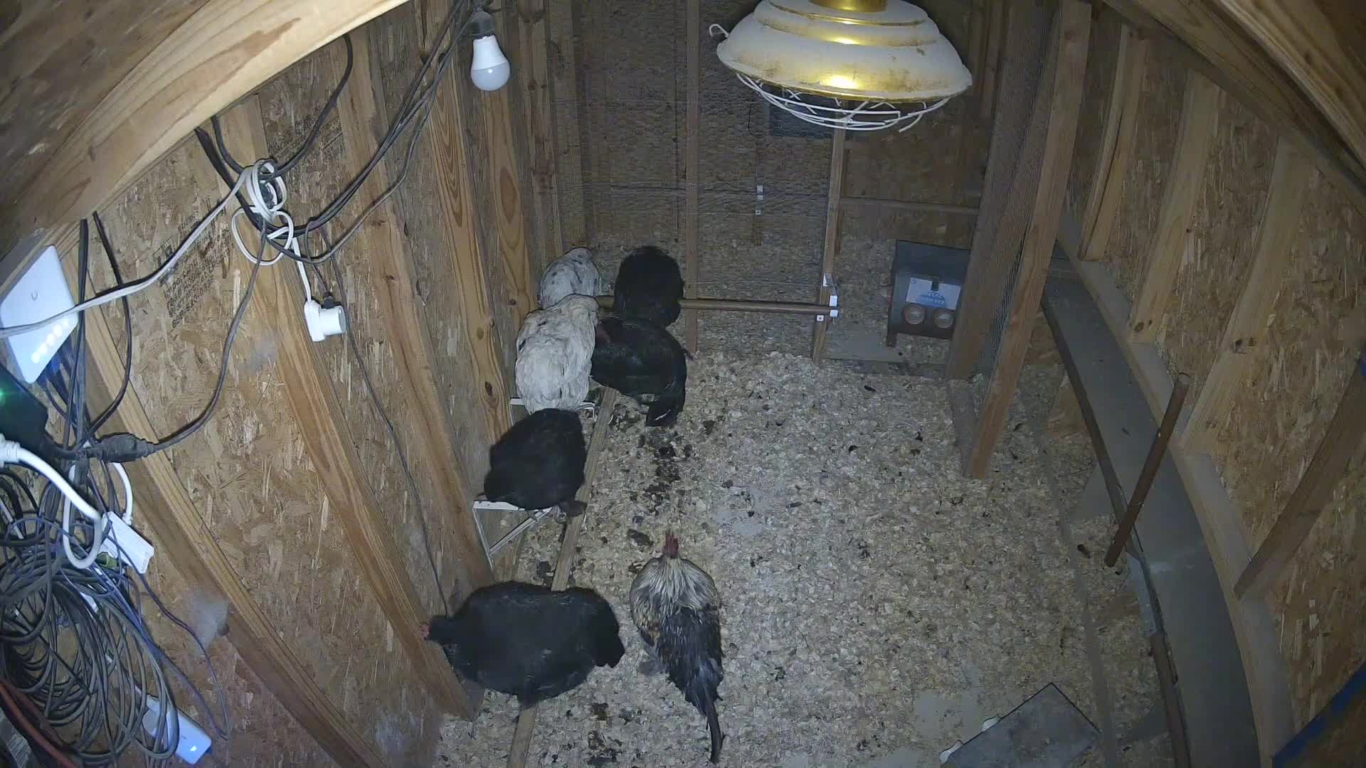 About six chickens in the coop