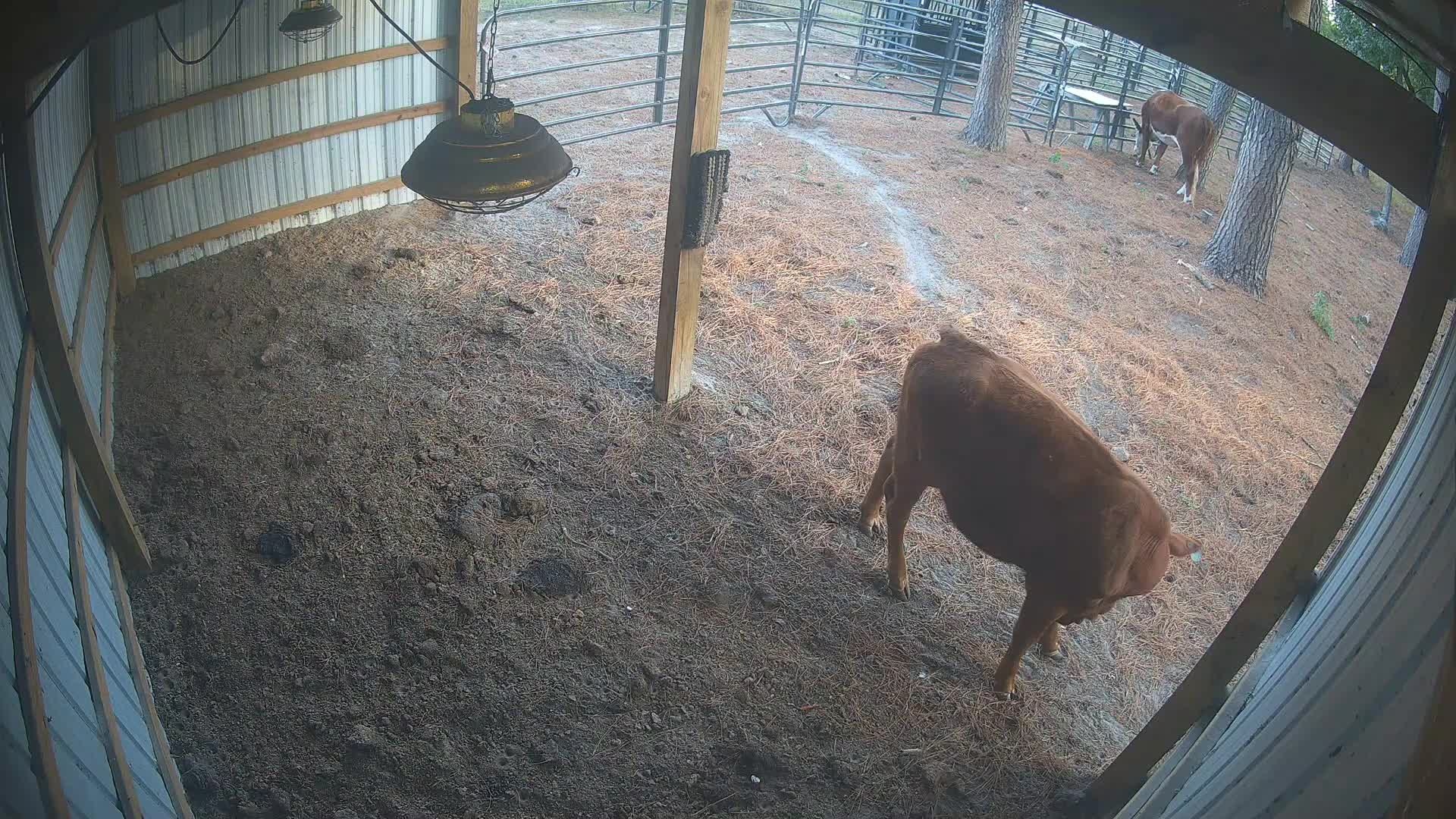 Brown cow walking under barn lamp