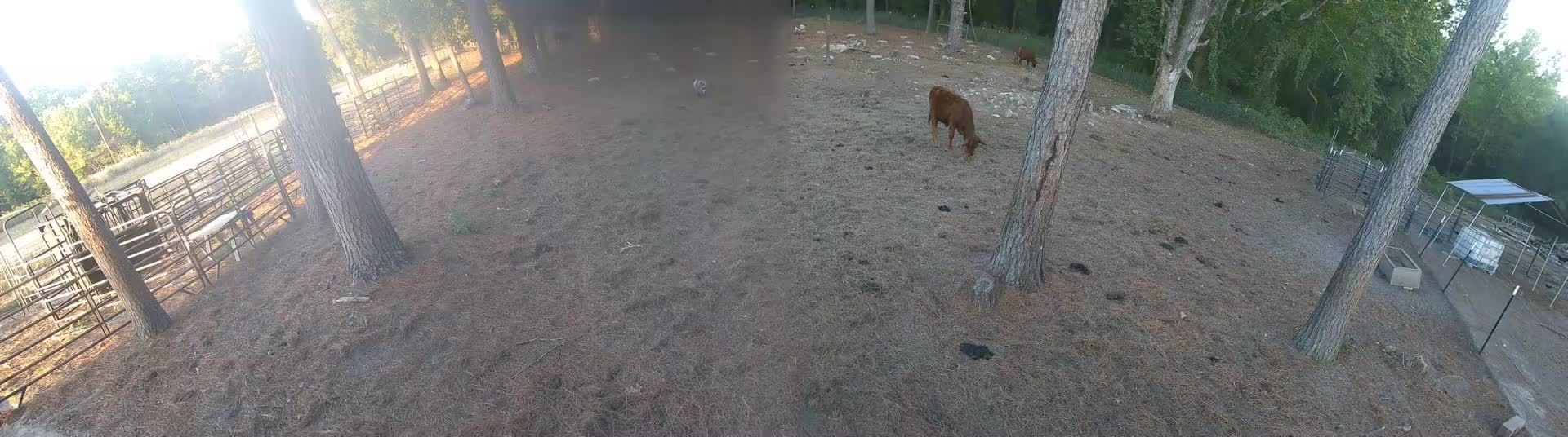 Brown cow grazing under the pines