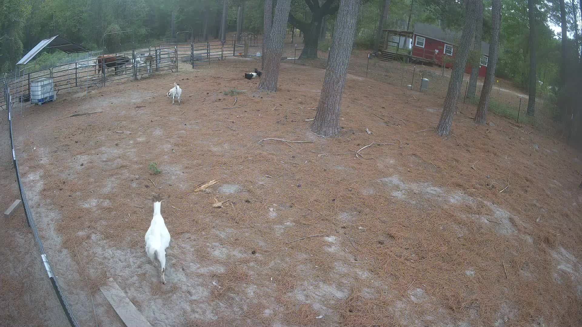Two white goats in the pasture