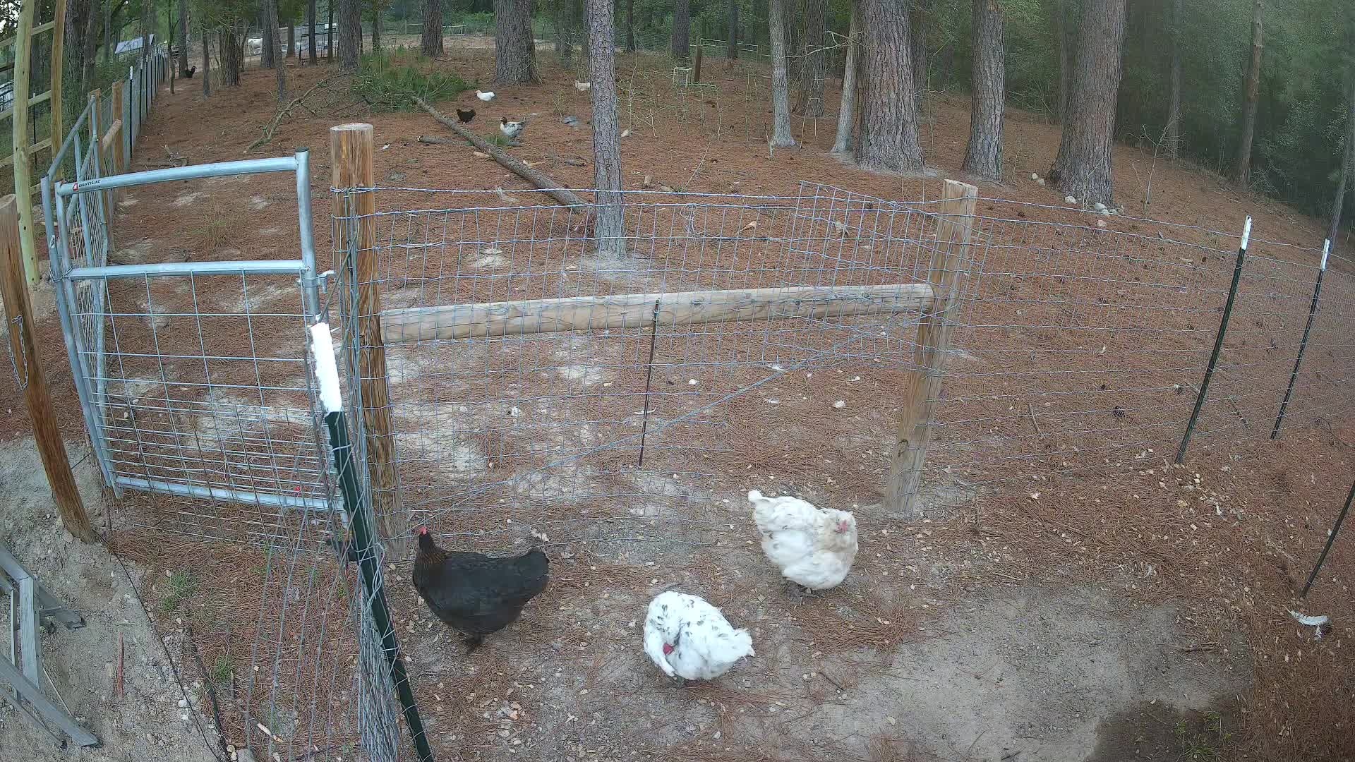 Chickens by the fence in run