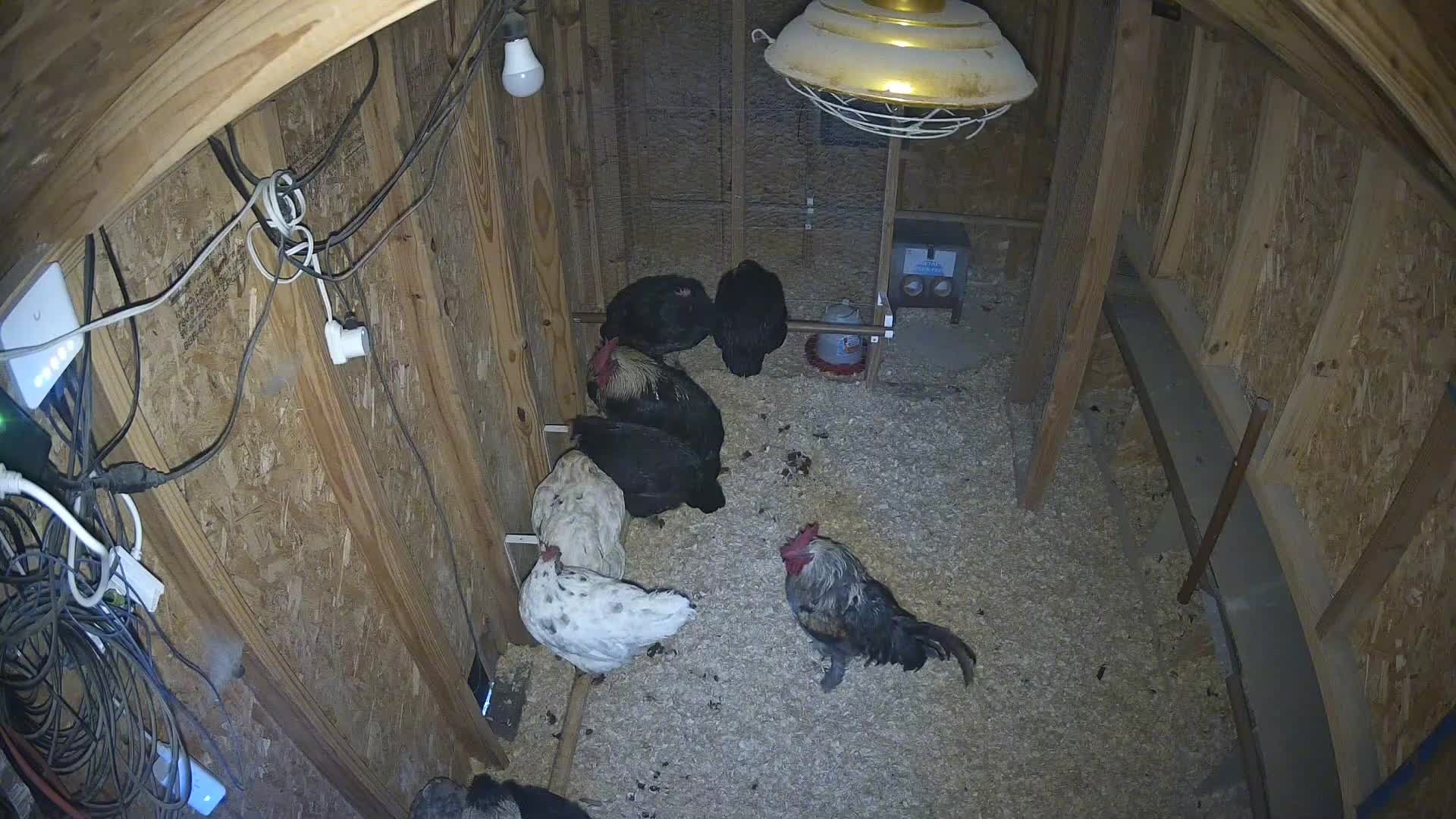 Flock on the coop floor