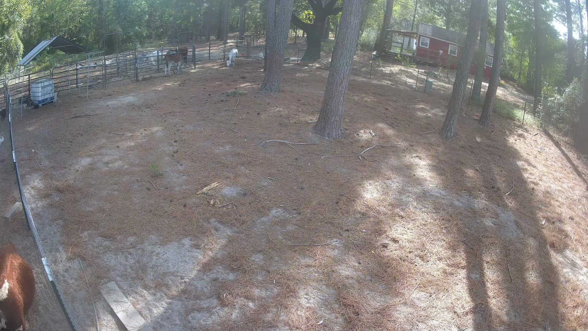 Brown cow and distant animals