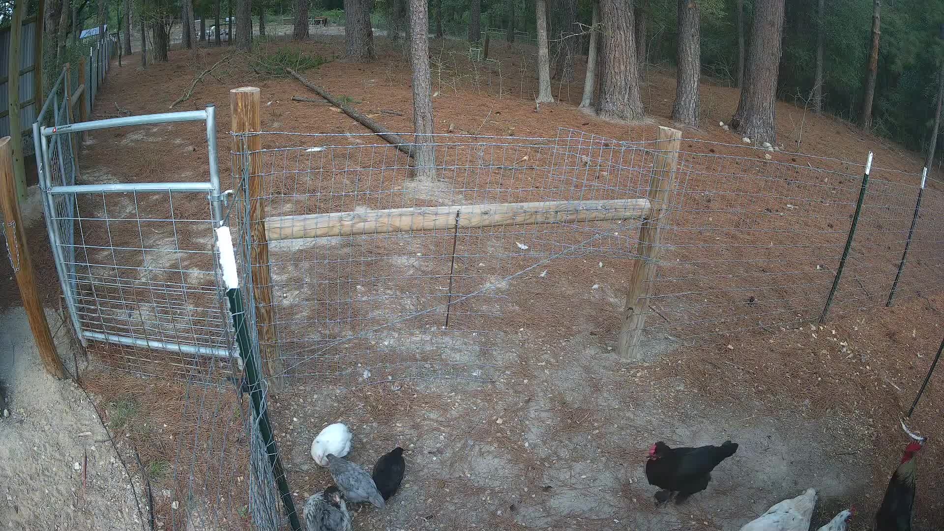 Chickens behind the wire fence