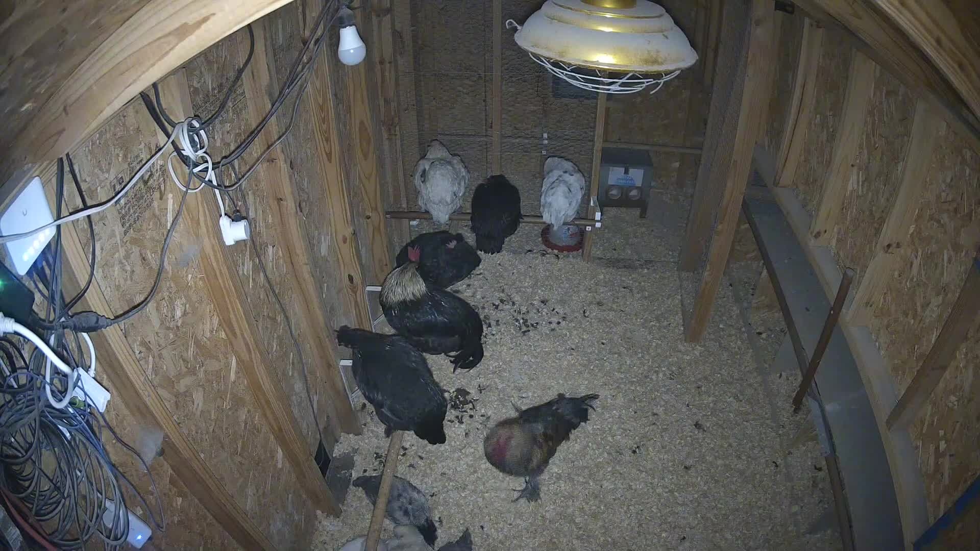 Flock inside the coop this morning