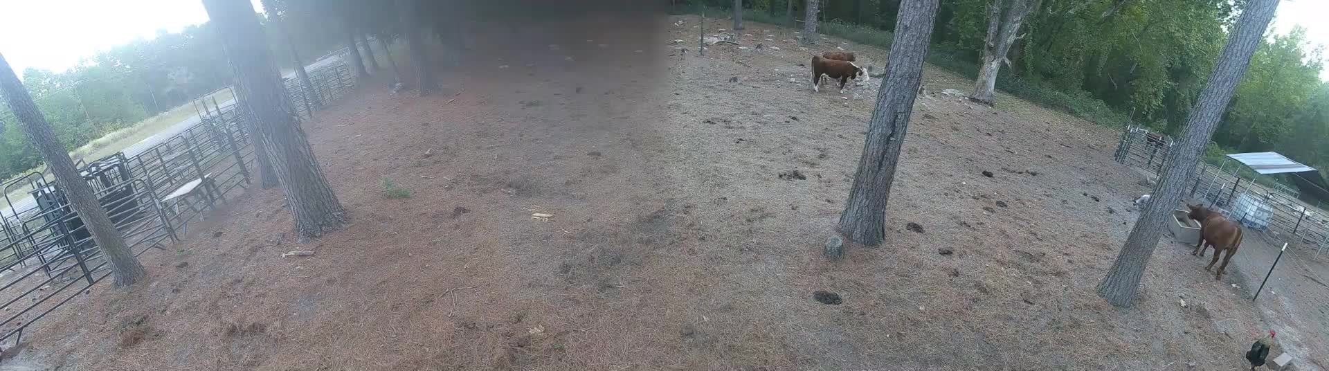 Cows and chicken out in pasture