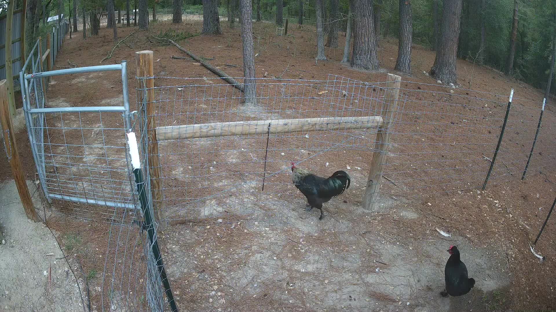 Rooster and hen by the wire