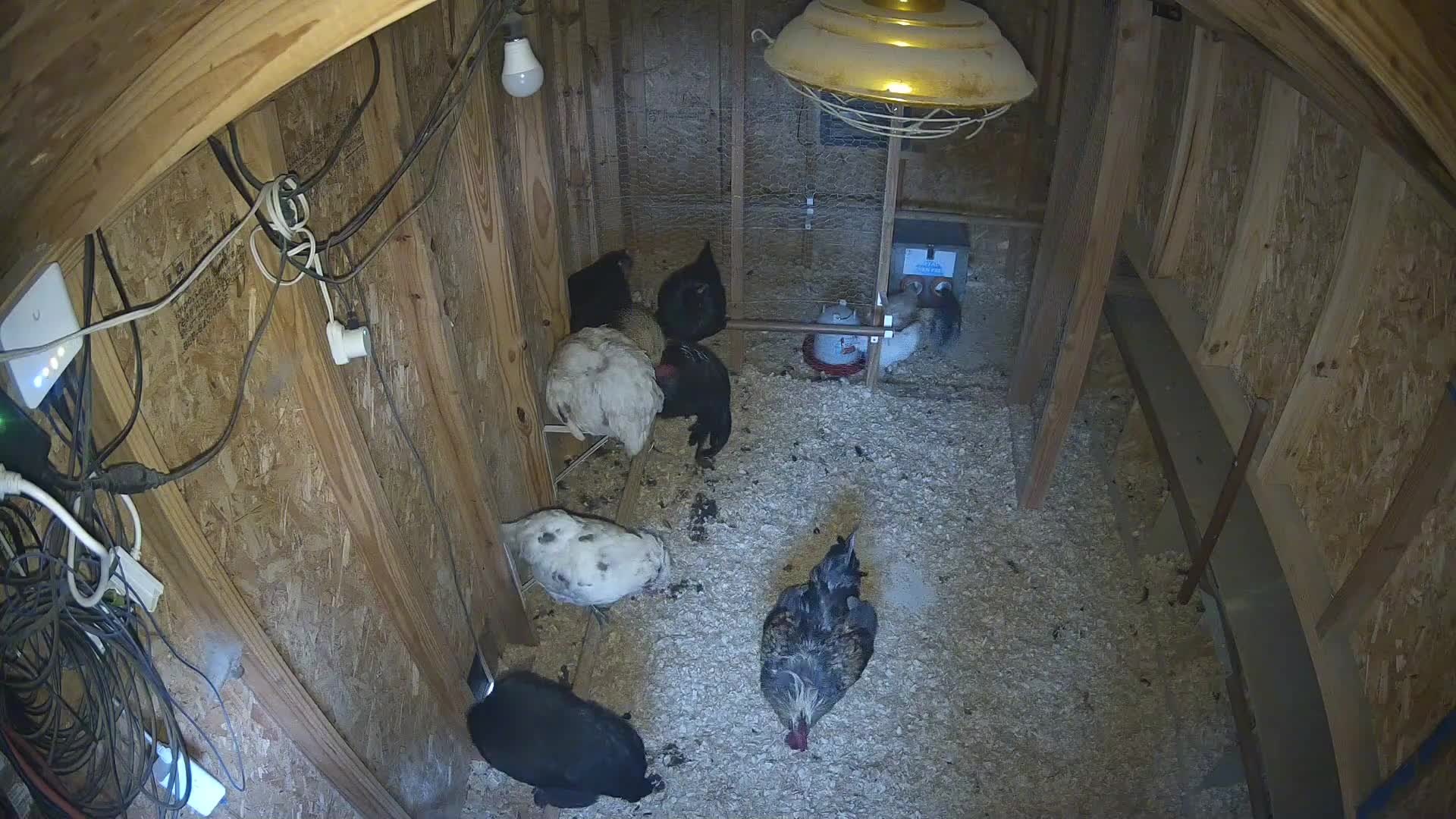 Six chickens inside the coop