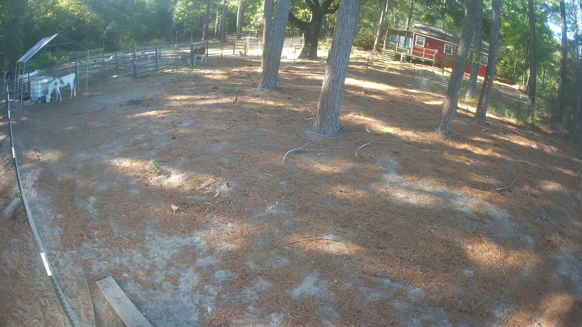 Spotted goat standing in pasture