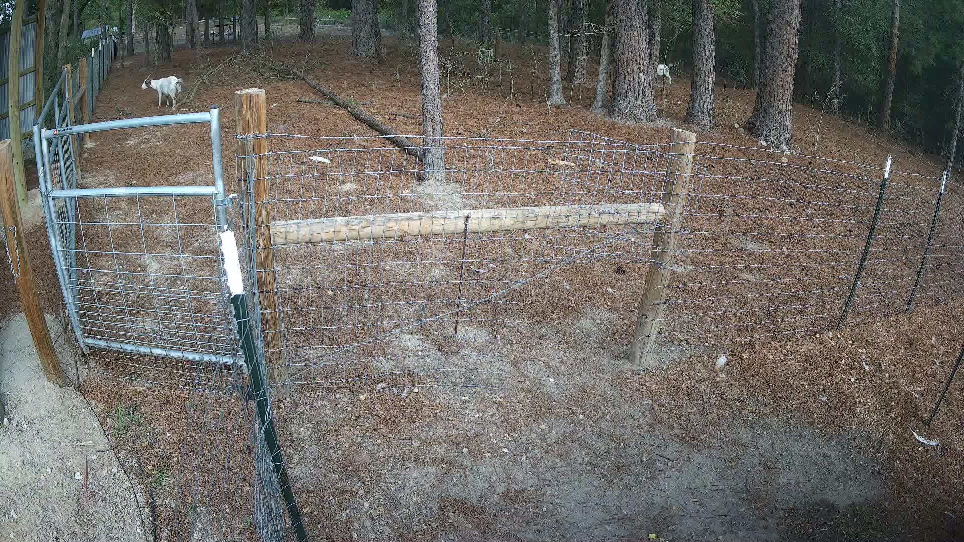 Two goats by the wire fence