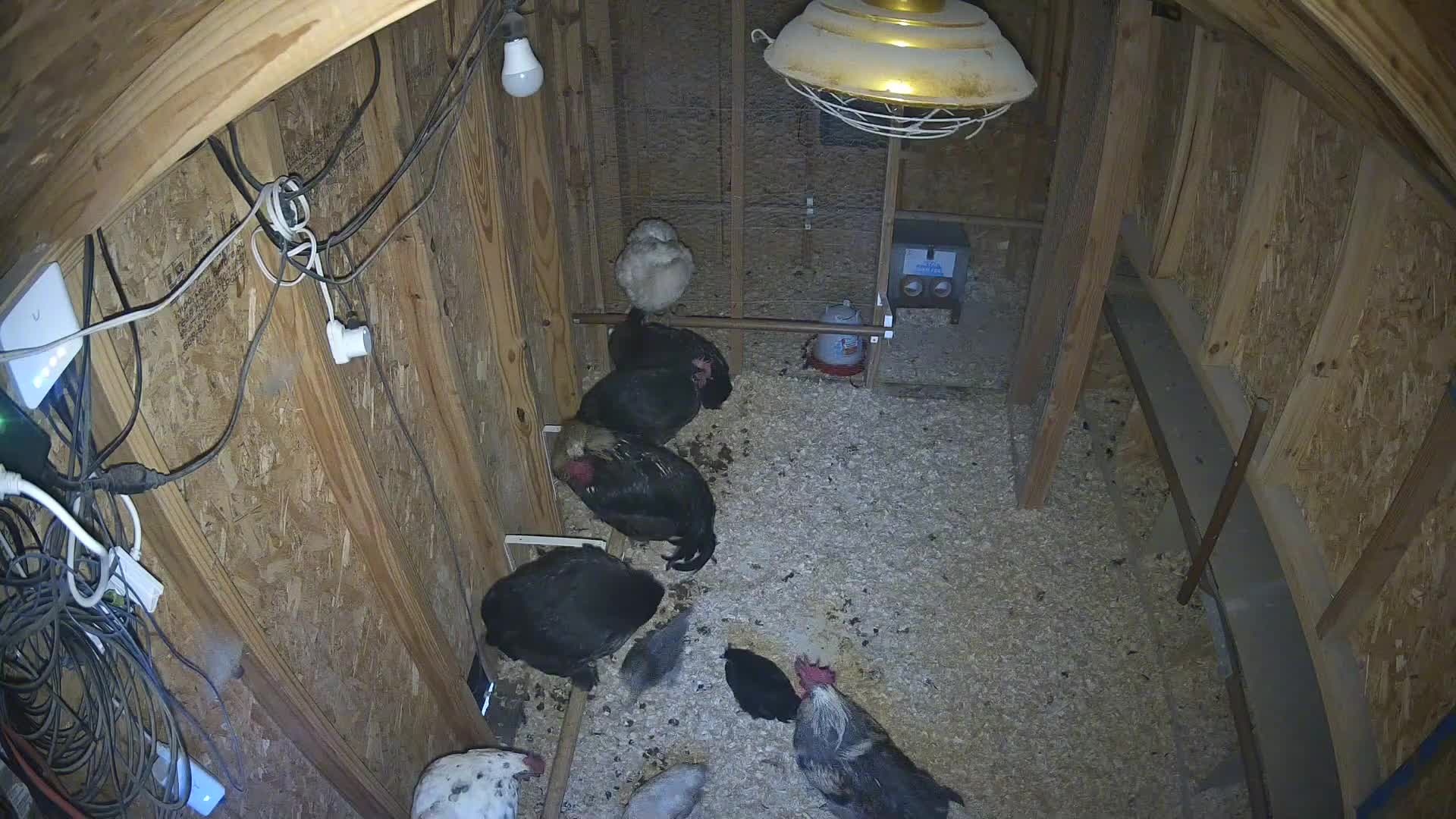 Nine chickens inside the coop