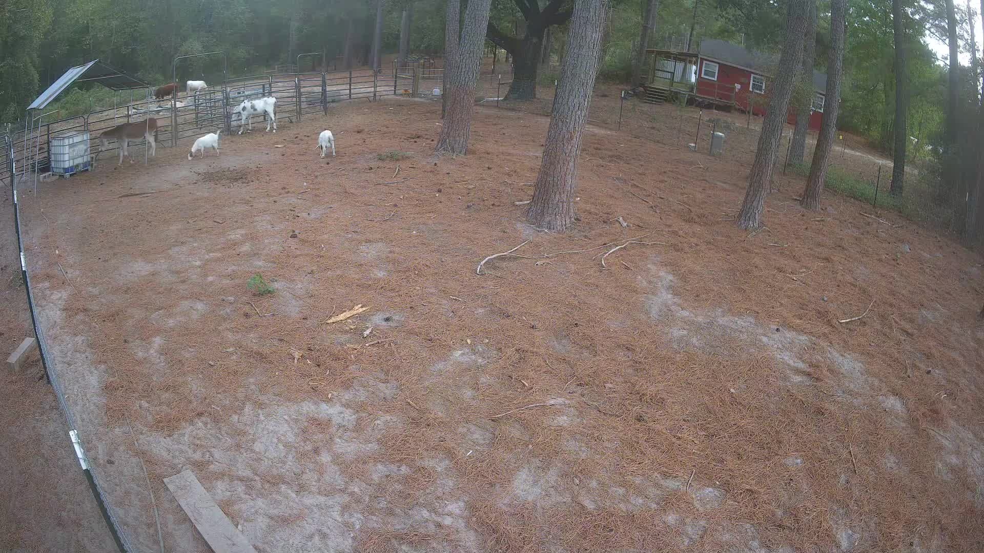 Donkey and goats near fence