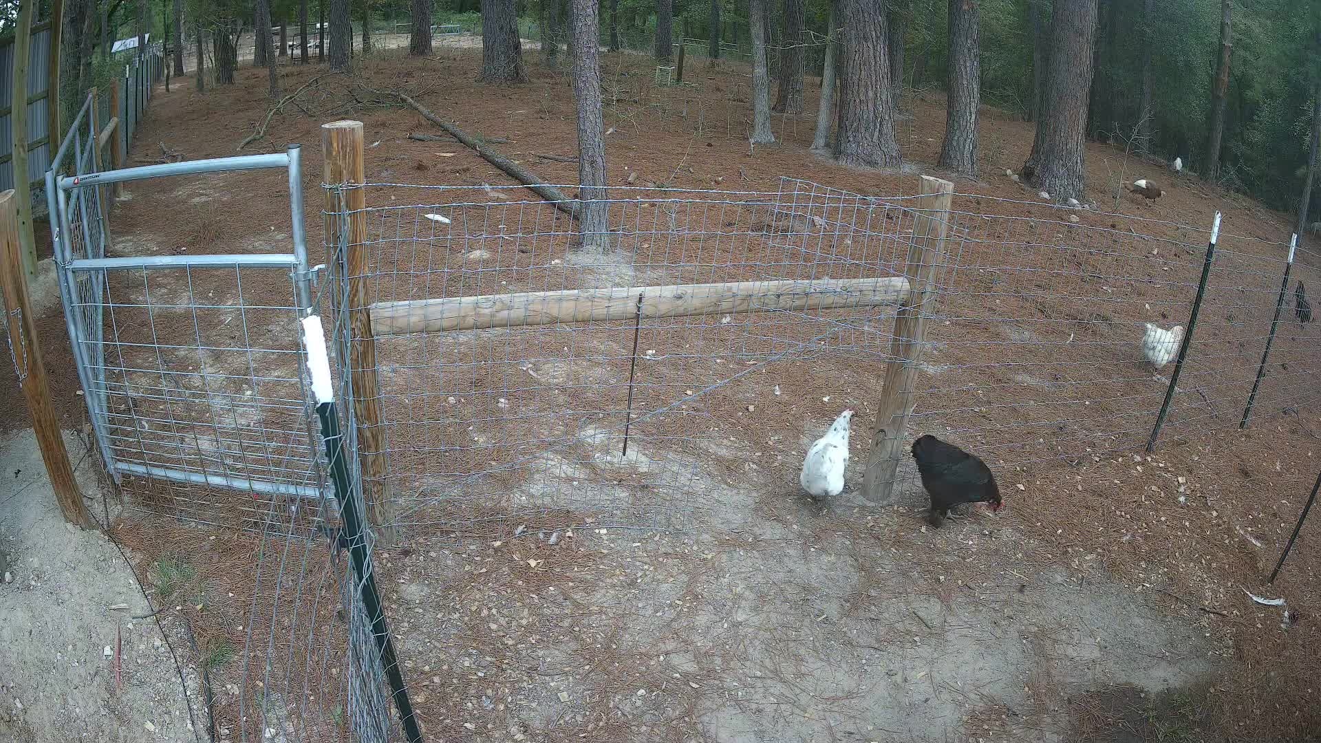Chickens standing by wire fence