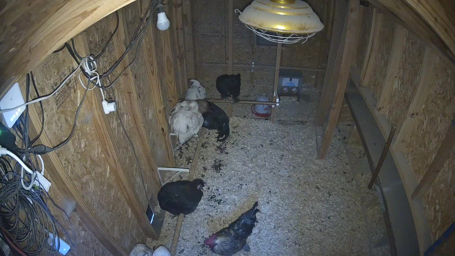 Chickens roosting in the coop