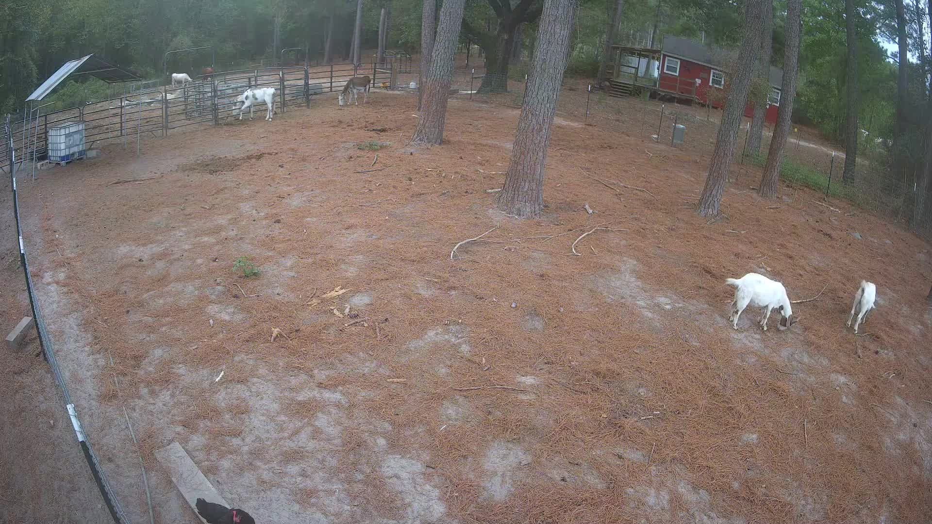 Goats walking the pine ground