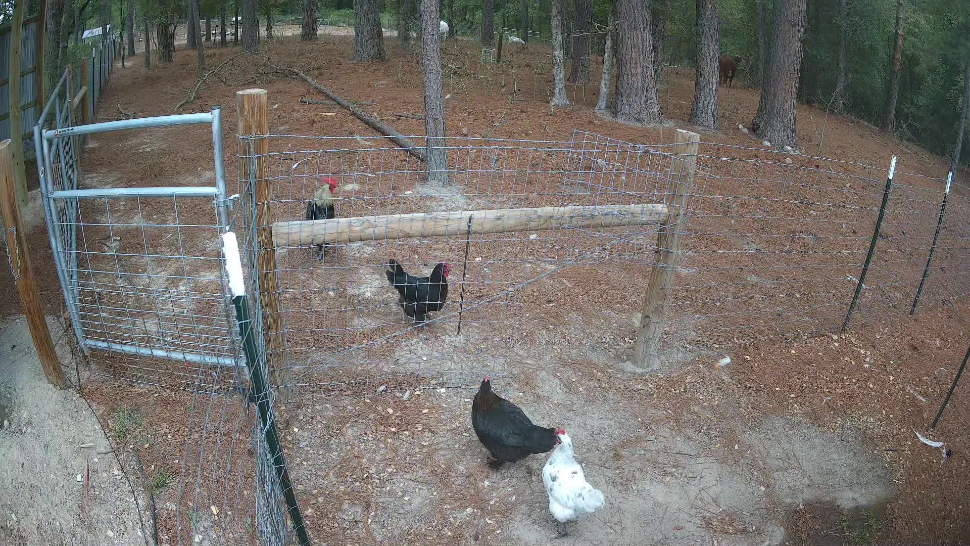 Chickens near the wire fence