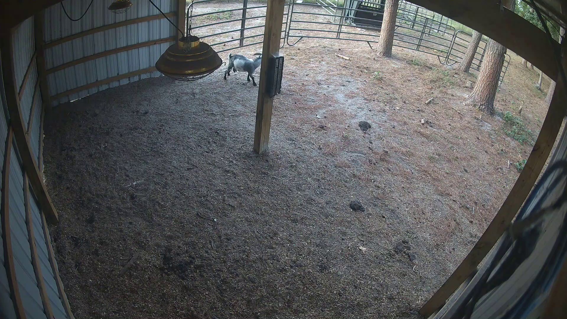 Active ranch moment 3
