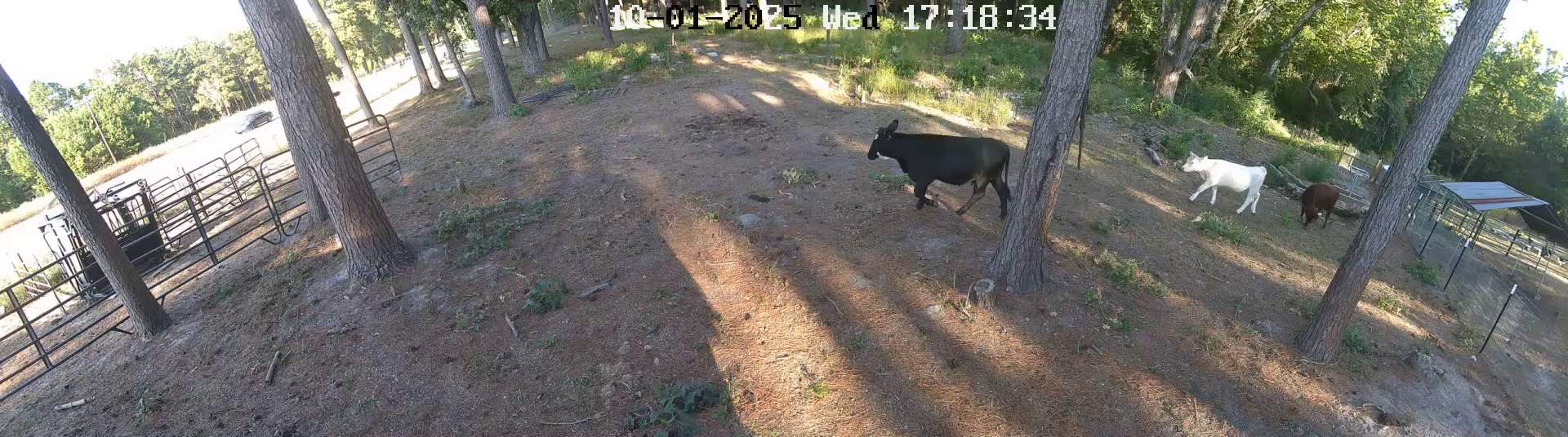 Active ranch moment 3