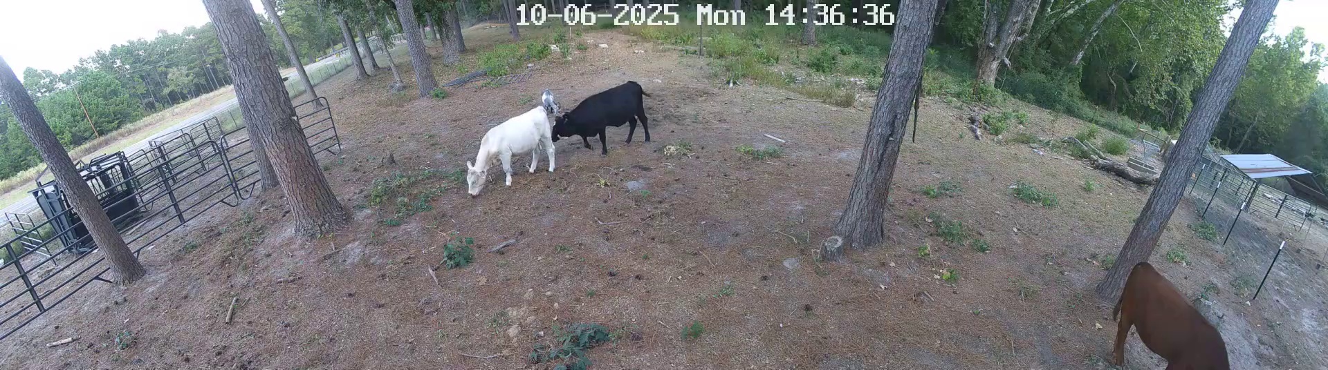 Active ranch moment 3