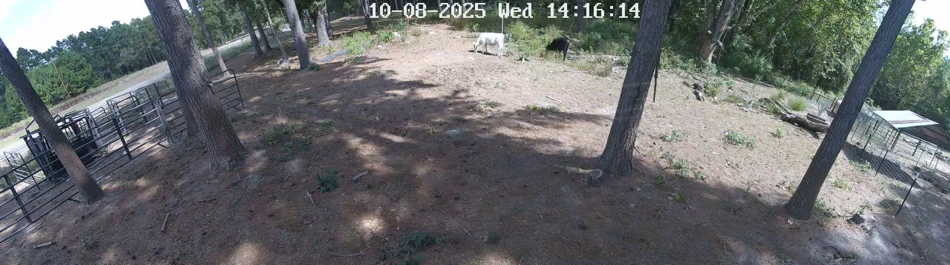 Active ranch moment 4