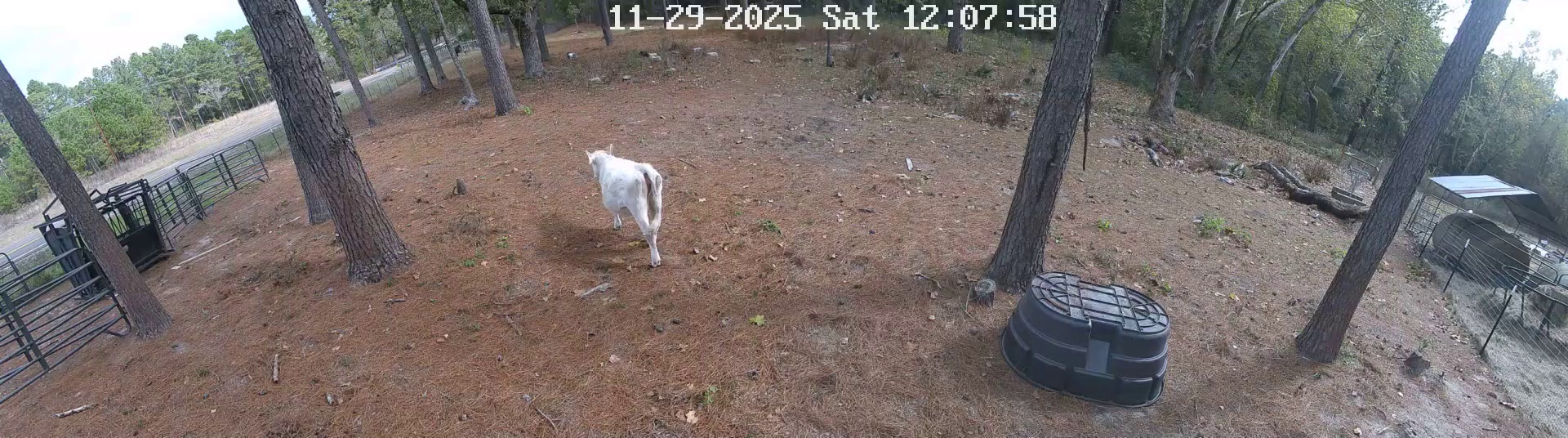 Active ranch moment 4