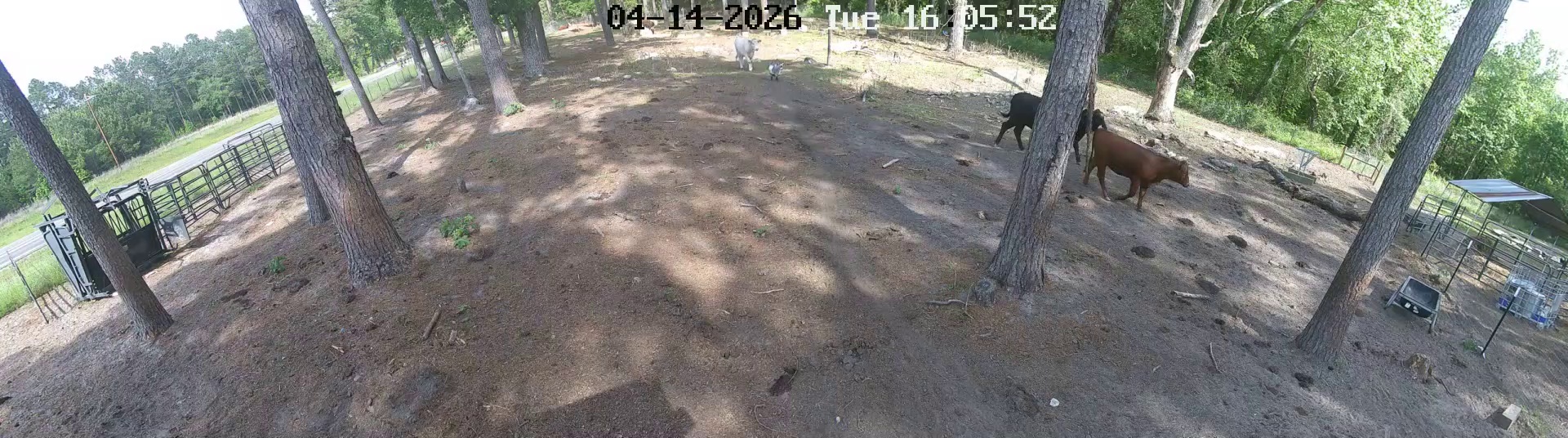 Active ranch moment 3