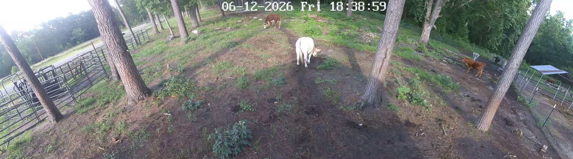 Active ranch moment 4