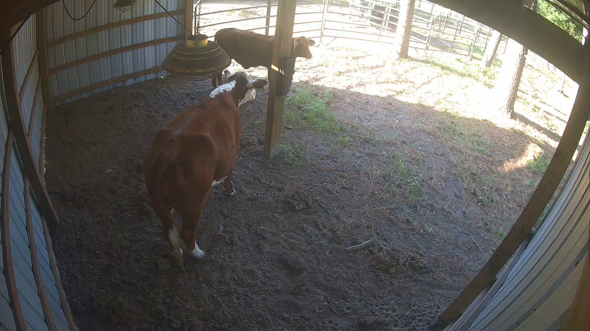 Active ranch moment 4
