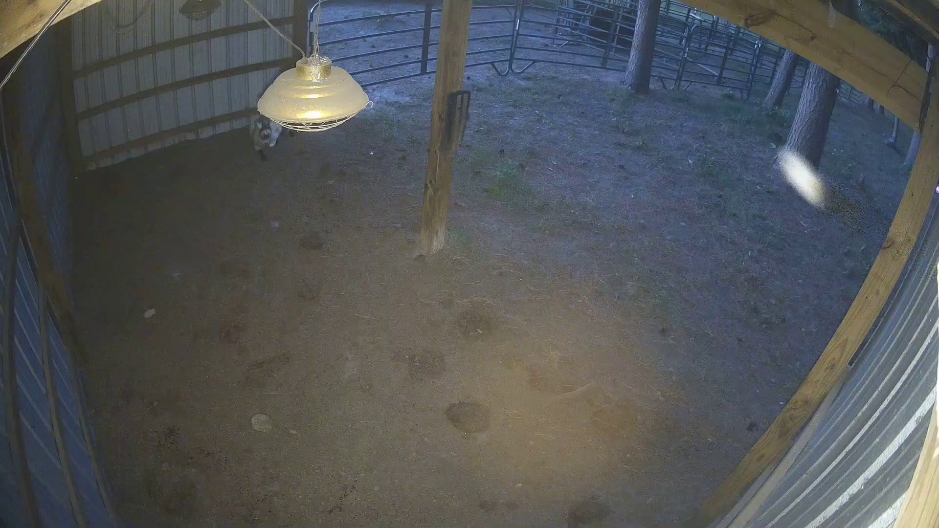 Active ranch moment 4