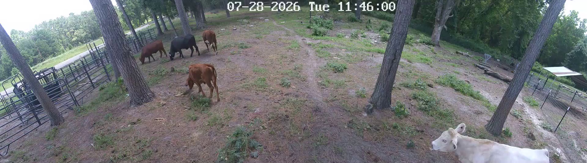 Active ranch moment 2
