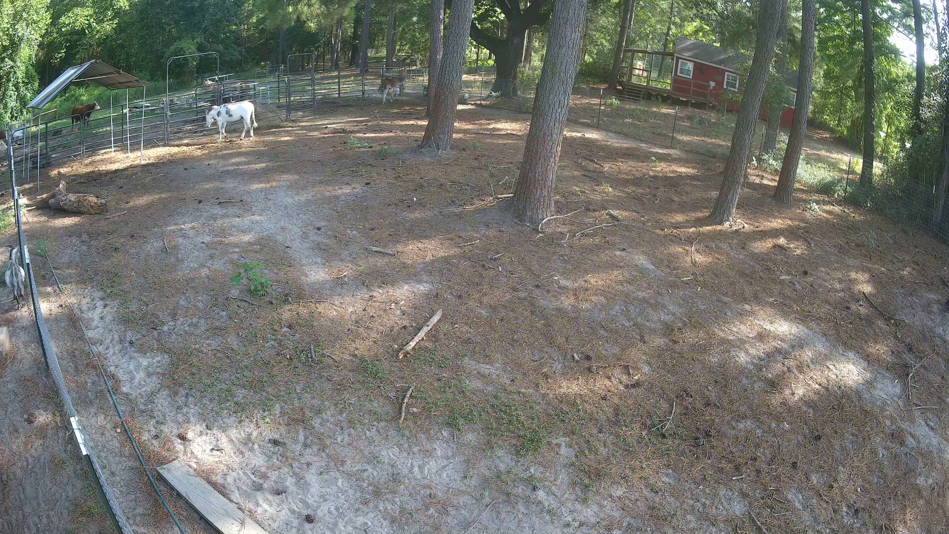 Active ranch moment 4